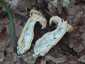 Sárga gereben (Hydnum repandum), Mátra